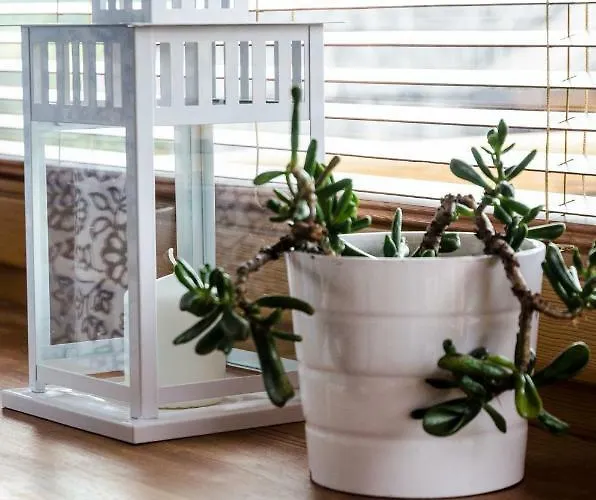 شقة 4 Seasons كوشتيليسكا